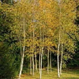 betula-pendula-brzoza-brodawkowata-kora-luszczaca-sie-biala-c45