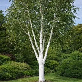 betula-utilis-doorenbos-brzoza-pozyteczna-kora-snieznobiala-c45