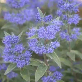 caryopteris-cland-heavenly-blue-barbula-klandonska-c2