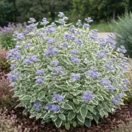 caryopteris-cland-white-surprise-barbula-klandonska-c2