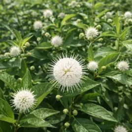 cephalanthus-occidentalis-sugar-shack-smcoss-pbr-guzikowiec-zachodni-kwia