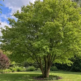 cercidiphyllum-japonicum-grujecznik-japonski-c45