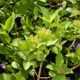 cornus-sericea-flaviramea-deren-rozlogowy-pedy-zolte-c2