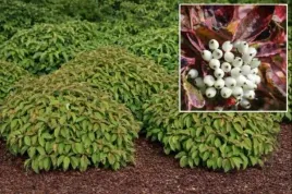 cornus-sericea-kelseyi-deren-rozlogowy-pedy-czerwono-brazowe-c2