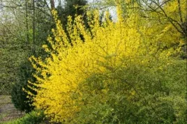 forsythia-europaea-forsycja-europejska-lisc-zielony-kwiat-zolty-c2