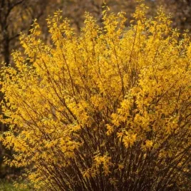 forsythia-intermedia-maja-forsycja-posrednia-rozlozysta-lisc-zielony-kwi