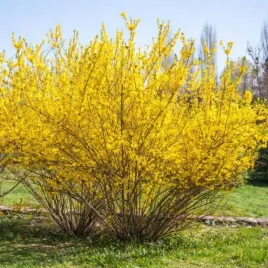 forsythia-suspensa-forsycja-zwisla-krzaczasty-zwisly-kwiat-zolty-c2