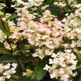 hydrangea-p-early-harry-hpopr018-pbr-hortensja-bukietowa-kwiat-bialo-roz