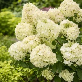 hydrangea-p-petite-star-coustar02-pbr-hortensja-bukietowa-kwiat-bialo-ro