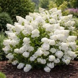 hydrangea-p-silver-dollar-hortensja-bukietowa-kwiat-kremowy-c5