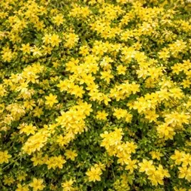 jasminum-nudiflorum-jasmin-nagokwiatowy-c2