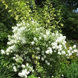 philadelphus-innocence-jasminowiec-kwiat-bialy-c2