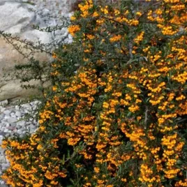 pyracantha-golden-charmer-ognik-kwiat-bialy-owoc-pomaranczowo-zolty-c2