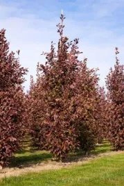 quercus-bimundorum-crimson-spire-crimschmidt-dab-lisc-zielono-czerwony-c