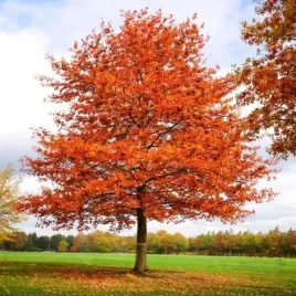 quercus-rubra-dab-czerwony-lisc-zielony-c45