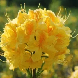 rhododendron-goldpracht-azalia-wielokwiatowa-kwiat-pomaranczowy-c2