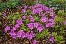 rhododendron-lilienstein-azalia-japonska-plaskokulisty-kwiat-lilia-c2