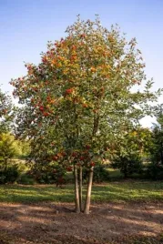 sorbus-intermedia-jarzab-szwedzki-lisc-spod-szary-kwiat-bialy-owoc-pomara