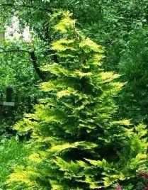 cyprysik-lawsona-stardust-sadzonka-na-zywoplot