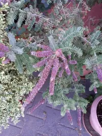 amorfa-sina-unikalna-rzadkosc-dla-kolekcjonerow