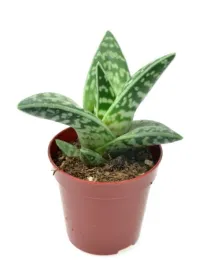 aloe-variagata-aloes-tygrysi-11-cm-p5