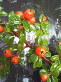 irga-szwedzka-coral-beauty-karlowy-krzew-okrywowy