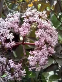 bez-czarny-black-beauty-egzotyczny-krzew-do-ogrodu