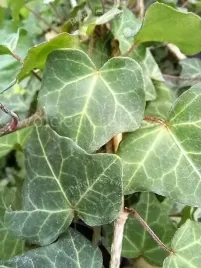 bluszcz-pospolity-sadzonka-pnacza-zimozielonego