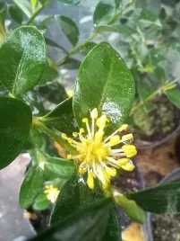 bukszpan-pyramidalis-sadzonka-zywoplot-donice