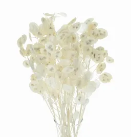 suszona-lunaria-mini-judaszowe-srebrniki-suszki