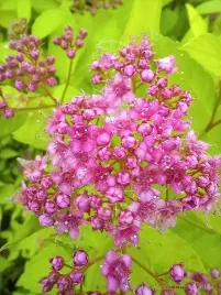 tawula-japonska-golden-princess-sadzonka-szpaler