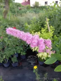 tawula-douglasa-oczko-wodne-zywoplot-szpaler