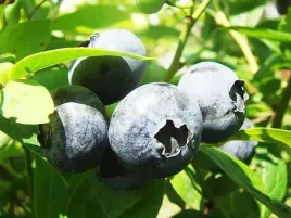 borowka-amerykanska-vaccinium-corymbosum-darrow-c2