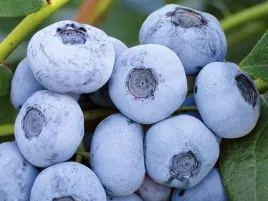borowka-amerykanska-vaccinium-corymbosum-liberty-pbr-c2
