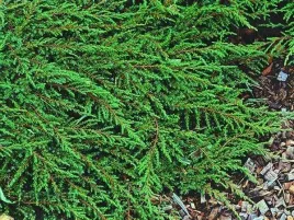 jalowiec-plozacy-green-carpet-zwarty-okrywowy-c3