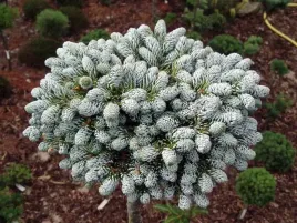 jodla-koreanska-kohout-s-icebreaker-na-pniu-50cm-c4