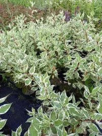 deren-bialy-elegantissima-o-dekoracyjnych-lisciach