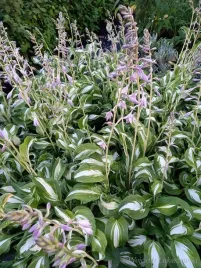 funkia-falista-sadzonka-o-ladnym-wybarwieniu