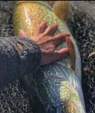 savage-guma-3d-lb-roach-paddle-tail-bulk-75cm-model-paddle-tail-savage-gear