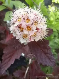 pecherznica-lady-in-red-sadzonka-zywoplot-parki