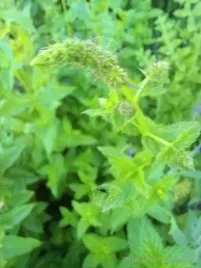 mieta-pieprzowa-aromatyczna-przyprawa-i-herbata