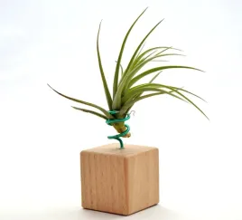 tillandsia-tenuifolia-na-stojaku-komp-63-k4