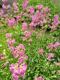 firletka-smolka-sadzonka-bylina-skalniak