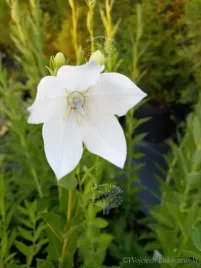 platykodon-bialy-na-skalniak-i-rabate