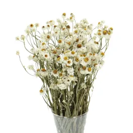 suszone-kwiaty-zlociszek-wiekuistka-ammobium