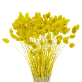 suszony-phalaris-mozga-kanar-zolty-80-szt