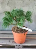 sosna-wejmutka-tiny-curls-waga-z-opakowaniem-7-5-kg