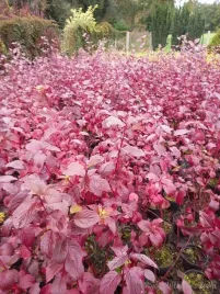 deren-siberian-pearls-sadzonka-na-zywoplot-i-rabate