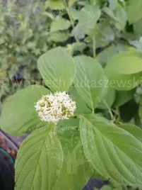 deren-flaviramea-atrakcyjne-wybarwienie-pedow