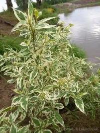 deren-rozlogowy-white-gold-o-zoltych-pedach